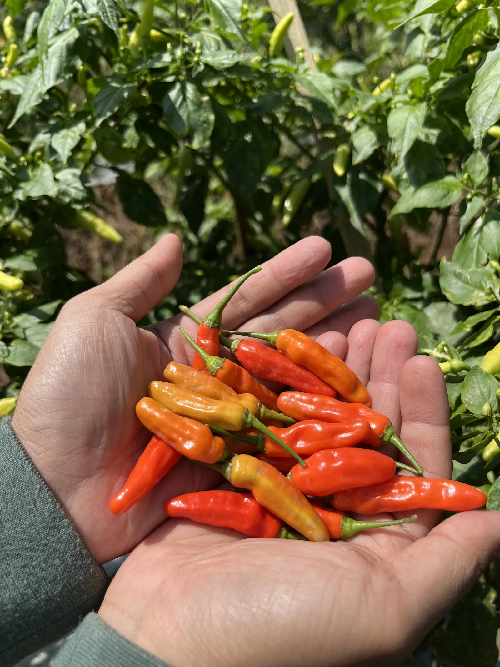 Chillies held in a hand — BIOS44 field photograph