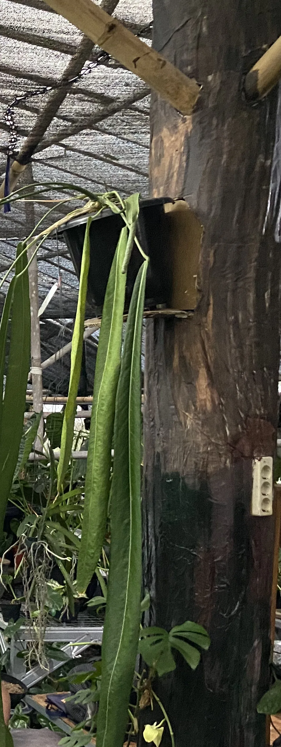 Vegetation inside a greenhouse