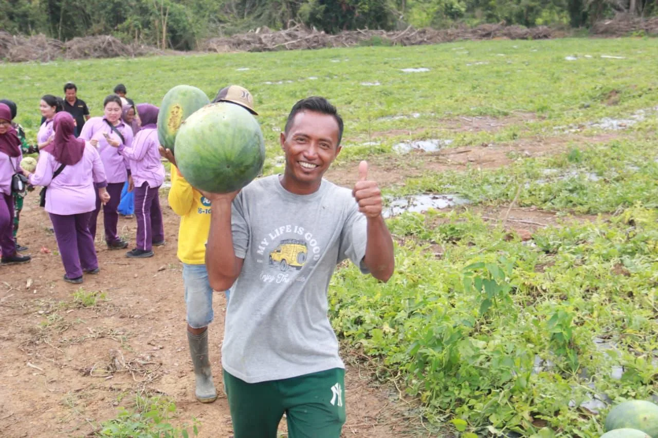 Melon harvest in Tanjung Pinang
