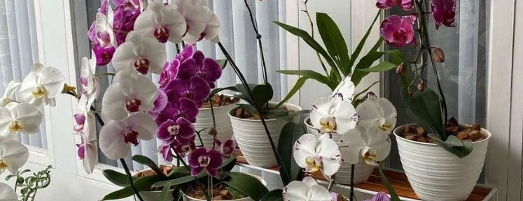 Orchid collection in the BIOS44 company profile